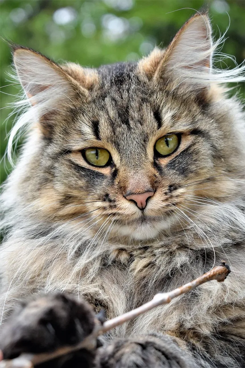 Como Identificar Alergia Alimentar em Gatos: Um Guia Completo