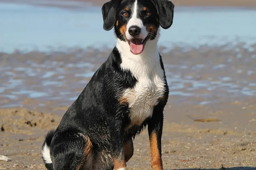 Como Identificar Parasitas em Cães