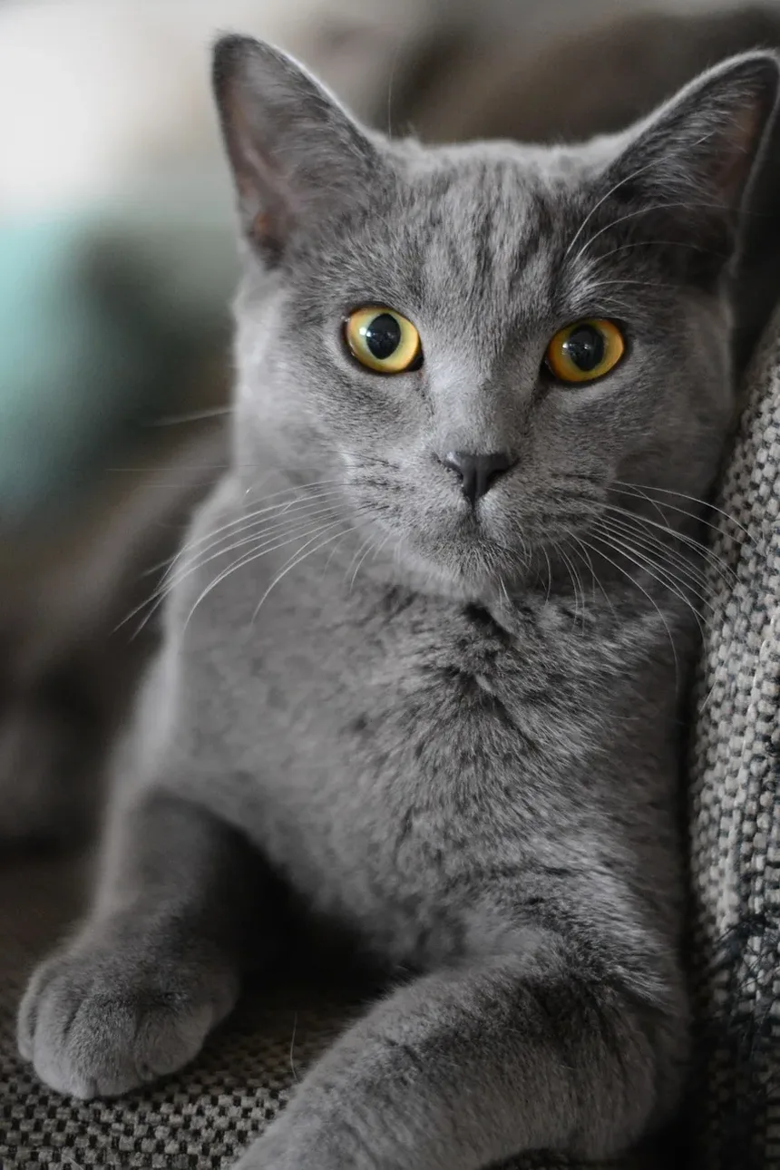 Como Aumentar a Fibra na Dieta do Meu Gato