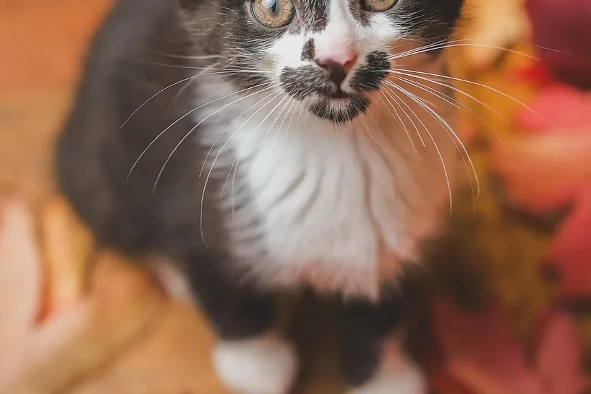 Como Saber se as Pulgas do Gato Sumiram: Um Guia Completo