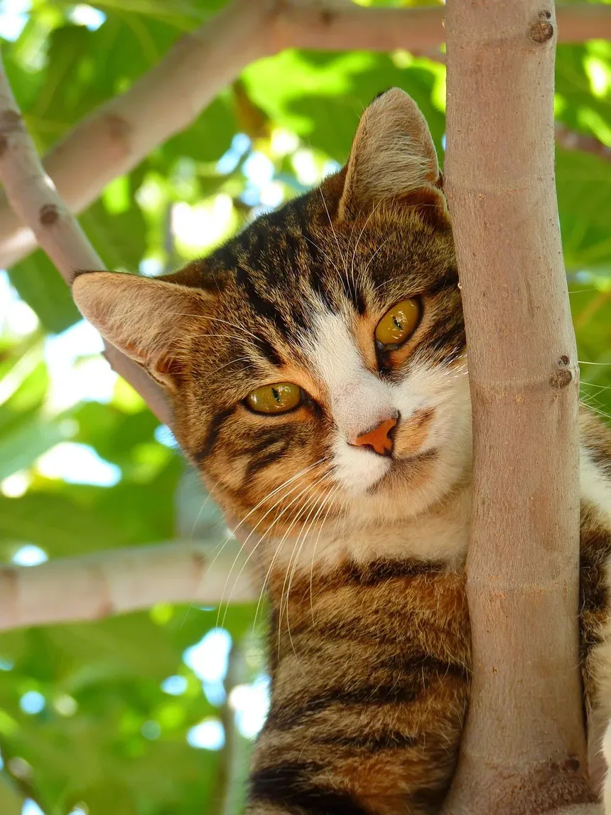 Como Saber se Seu Gato Tem Problemas de Visão