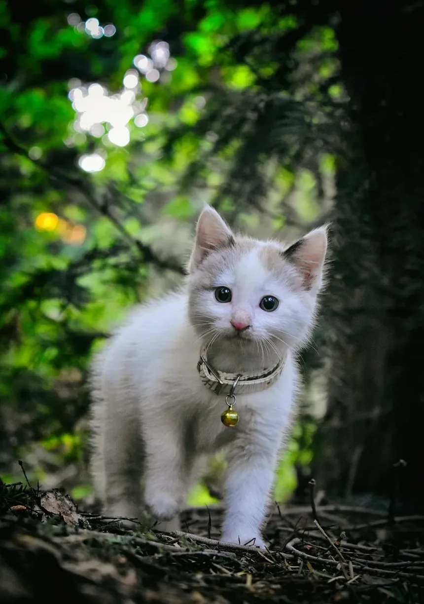 Como Saber se Seu Gato Tem Problemas de Visão