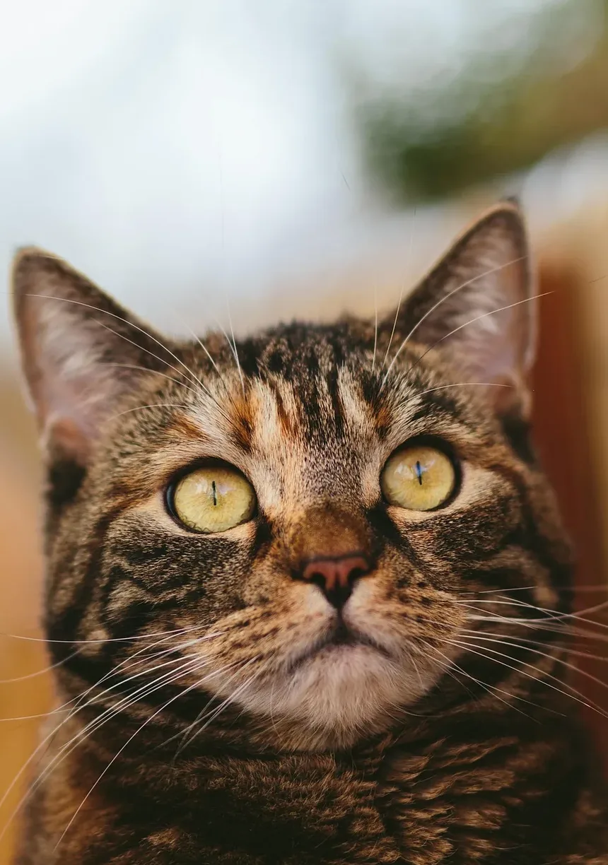 Como Saber se Seu Gato Está Agindo de Forma Estranha: Sinais e Sintomas para Observar
