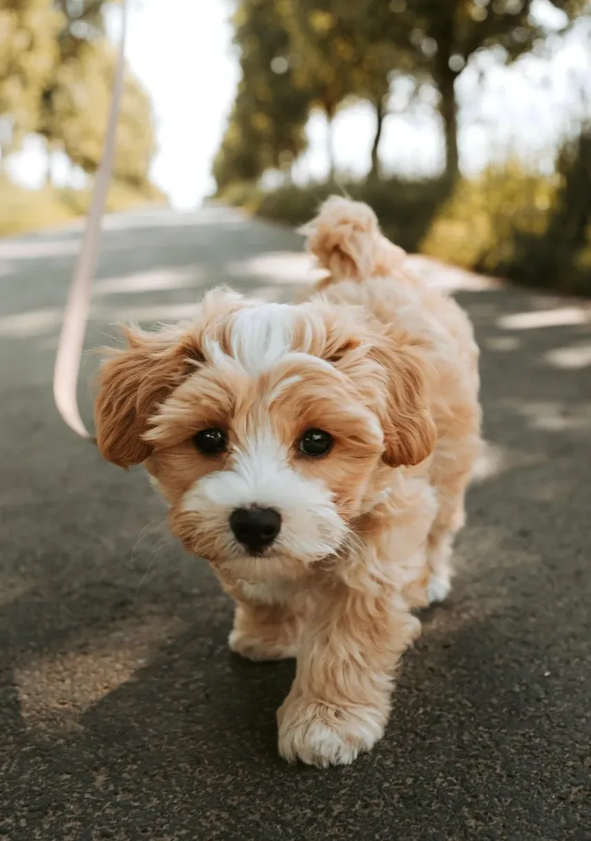 Como Saber se Seu Cão Precisa de Atendimento de Emergência