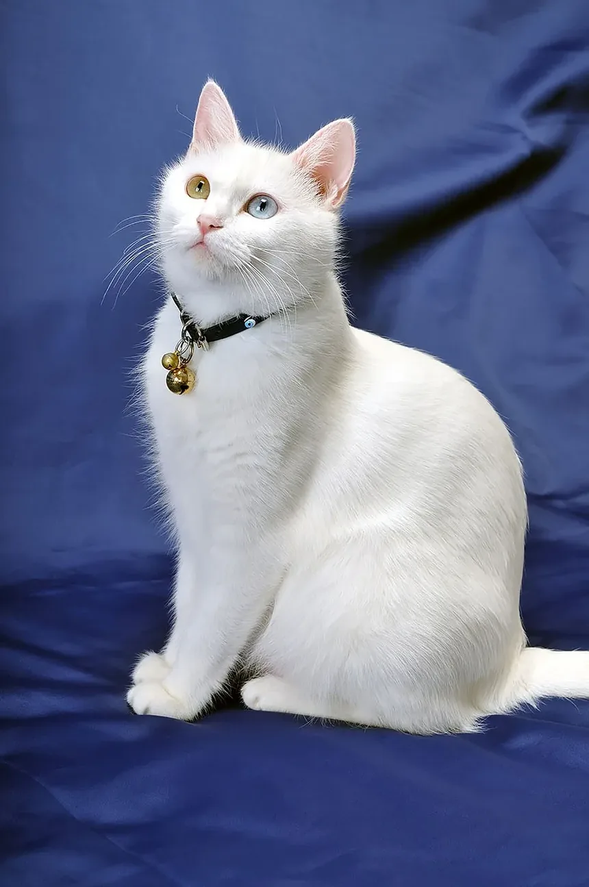 Como Deixar Seu Gato Se Escovar Sozinho: Um Guia Completo
