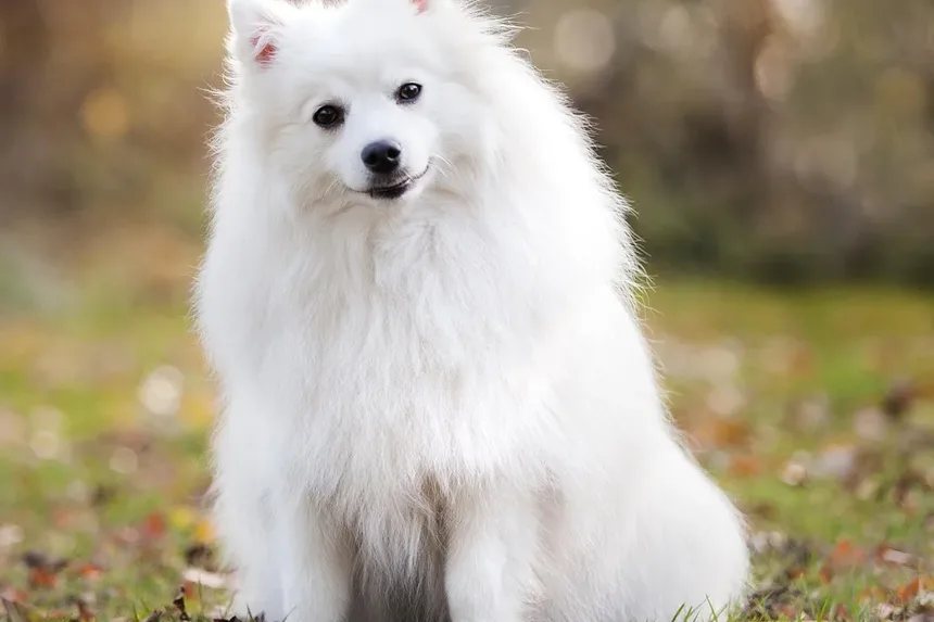 Como Deixar Seu Cão Confortável Após a Vacinação