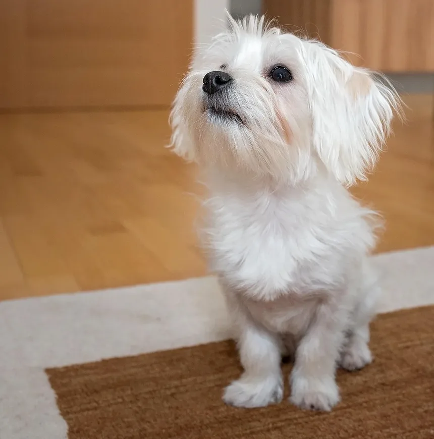 Como Preparar Seu Cão para a Vacinação