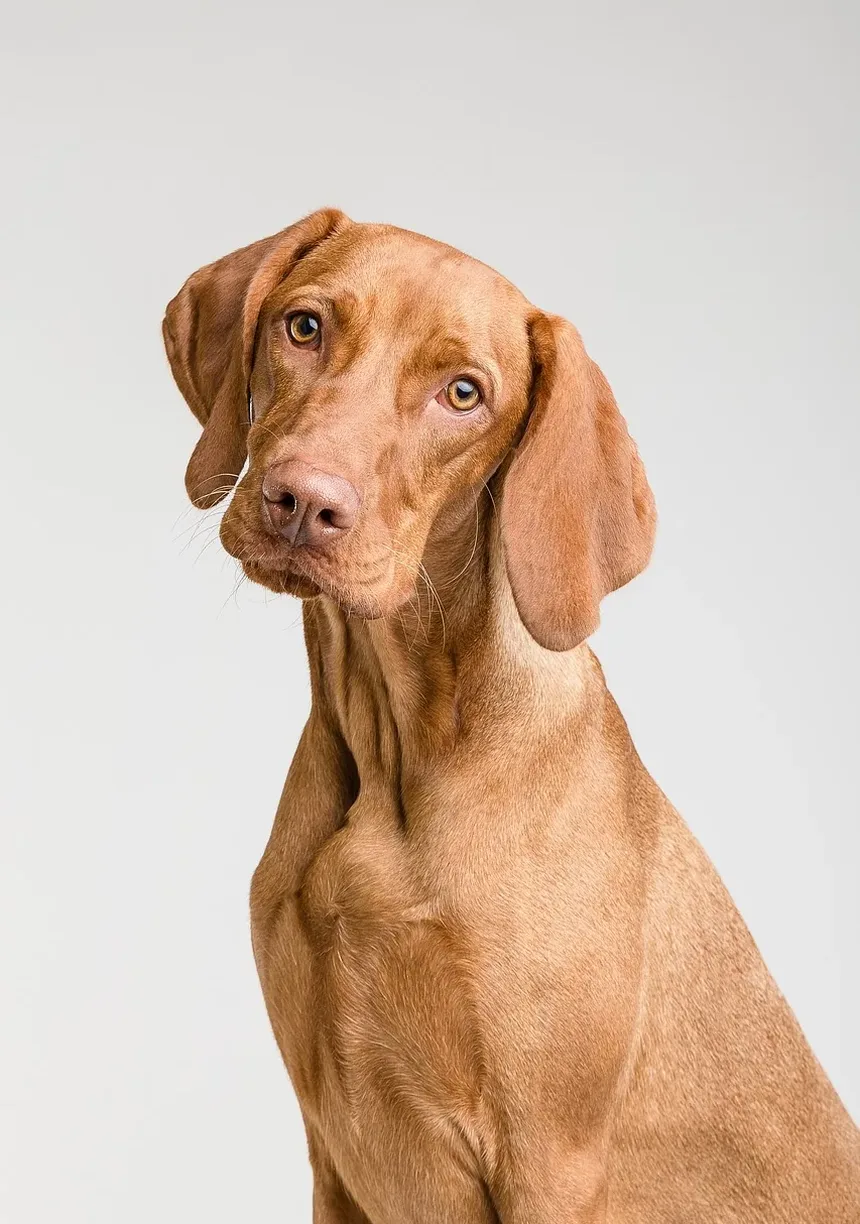 Como Prevenir Reações Alérgicas em Cães: Um Guia Completo