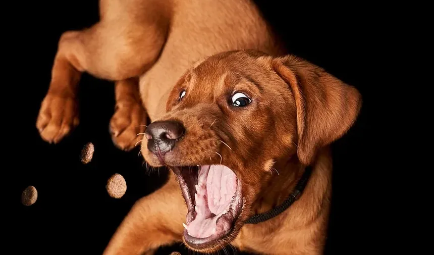 Como Prevenir Reações Alérgicas em Cães: Um Guia Completo