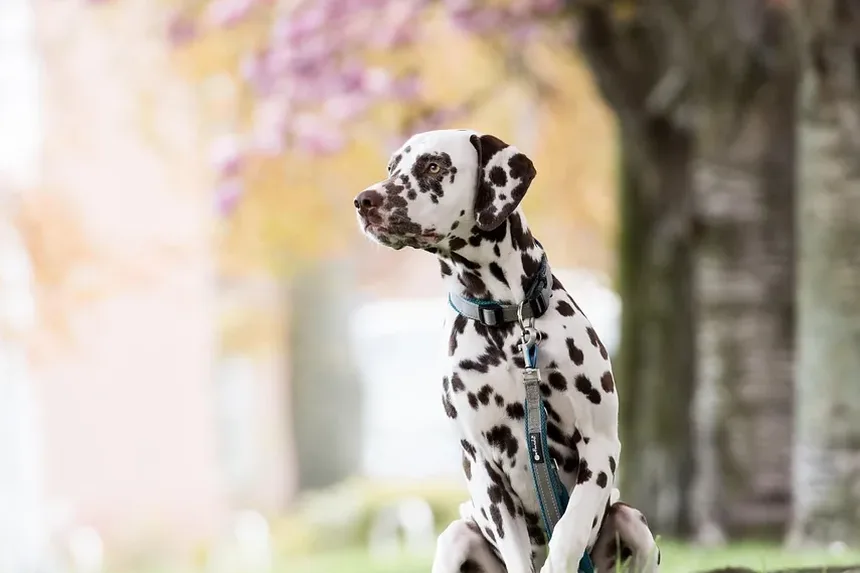 Como Prevenir Reações Alérgicas em Cães: Um Guia Completo