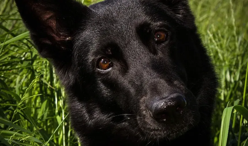 Como Prevenir Infecções por Mordidas de Cão