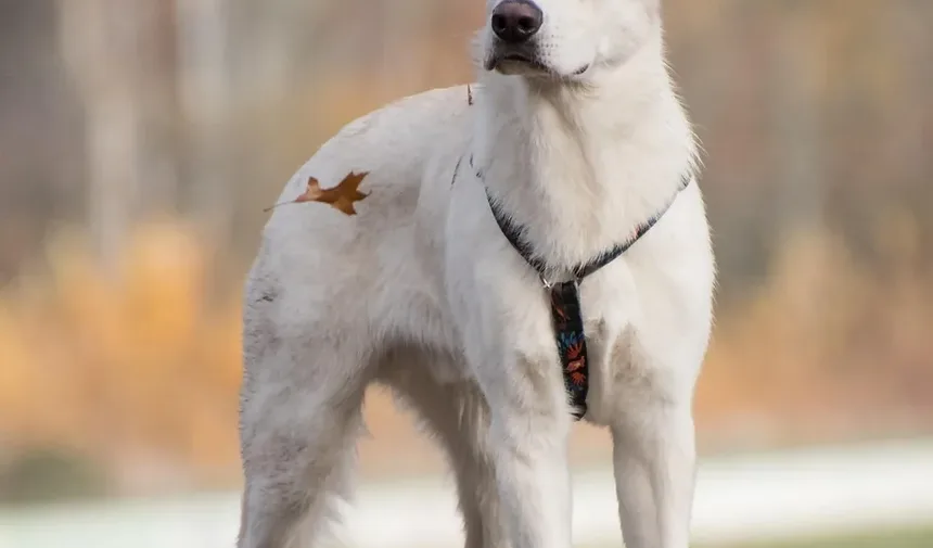 Como Salvar um Cão que Está Engasgando: Um Guia Completo