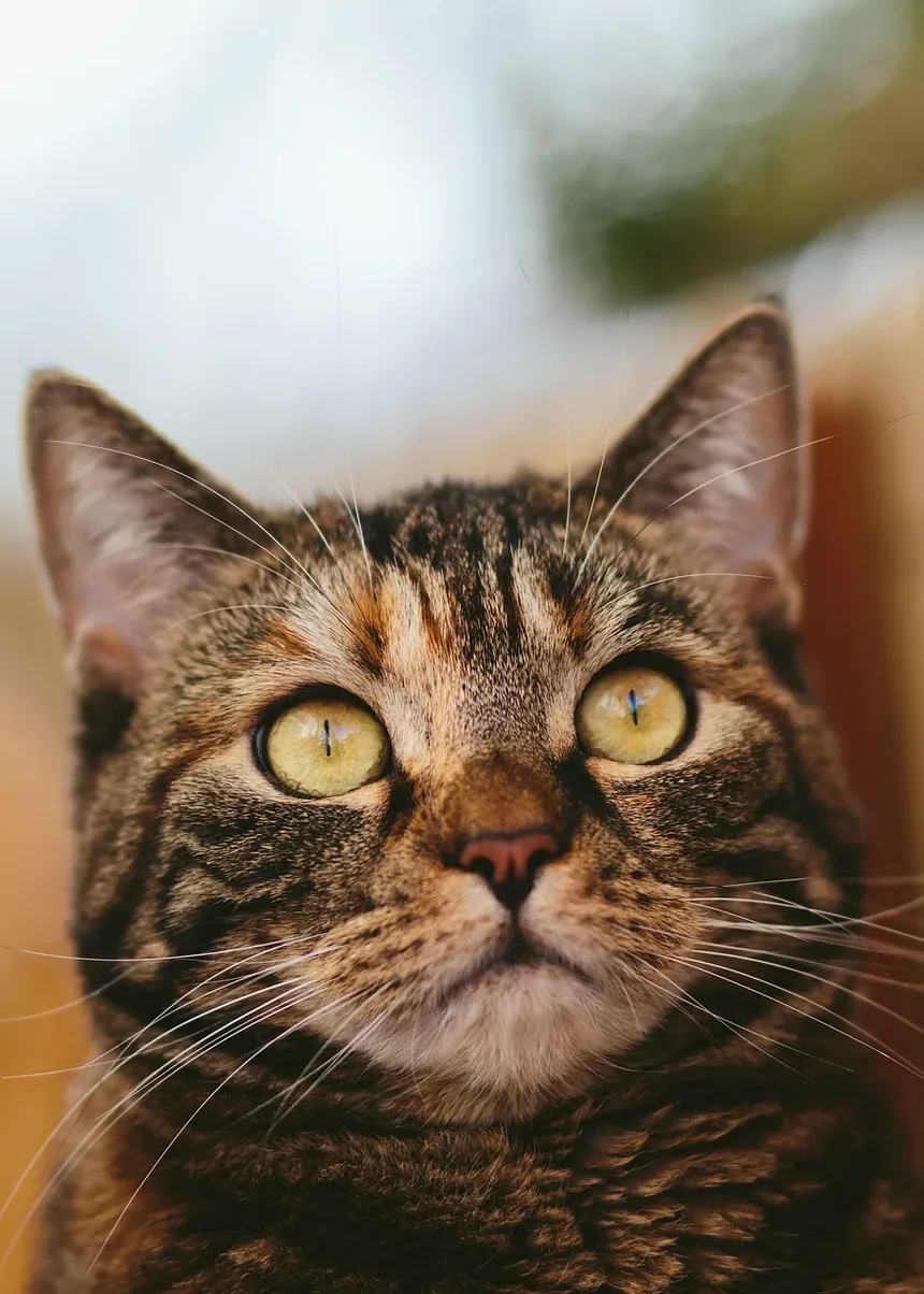 Como Socializar um Gato Novo com Outro Gato