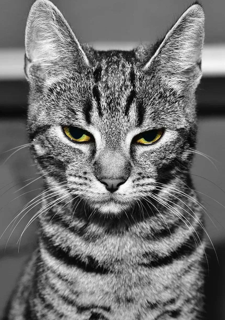 Como Parar o Sangramento da Unha do Gato em Casa: Um Guia Completo