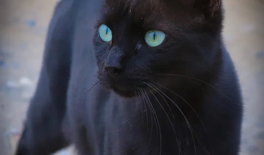 Como Parar o Sangramento da Unha do Gato em Casa: Um Guia Completo