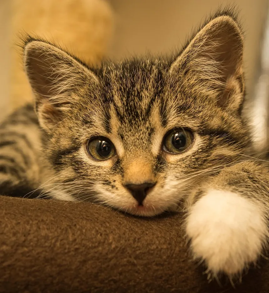 Como Ensinar Meu Gatinho a Não Morder e Arranhar