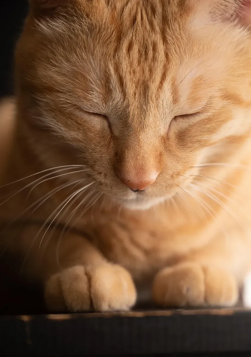 Como Ensinar Meu Gatinho a Não Morder e Arranhar