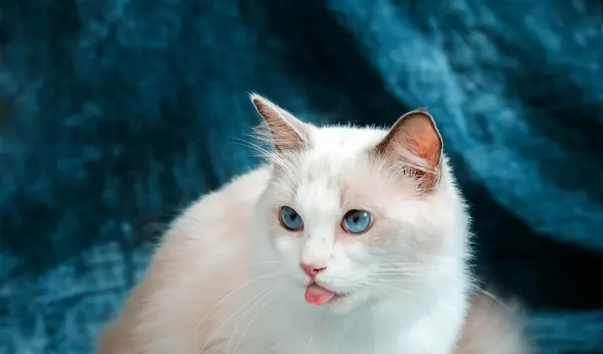 Como Ensinar Meu Gatinho a Não Morder e Arranhar