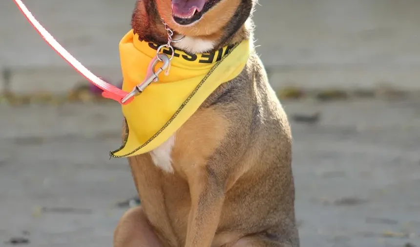 Como Saber Se Seu Cão É Alérgico a Alimentos