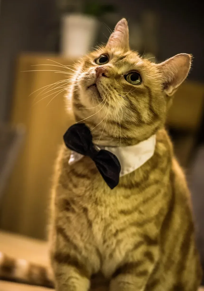Como Saber se Seu Gato Tem Alergias ou Resfriado