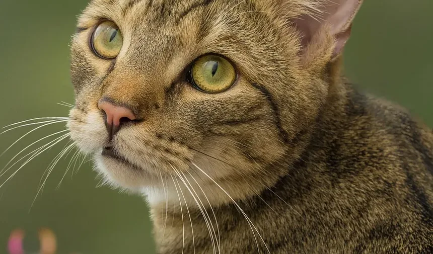Como Saber se Seu Gato Tem Alergias ou Resfriado