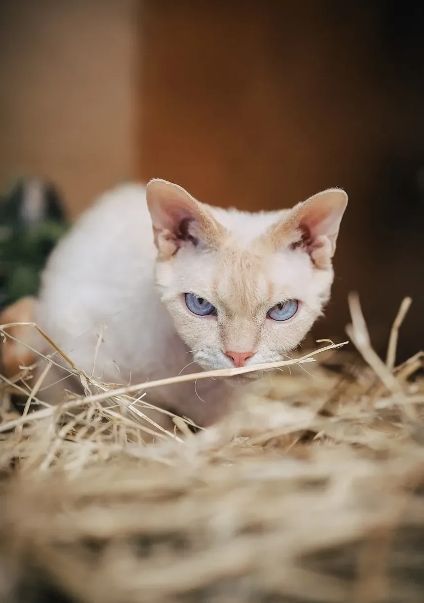 Como Saber Se Seu Gatinho Tem Infecção nos Olhos