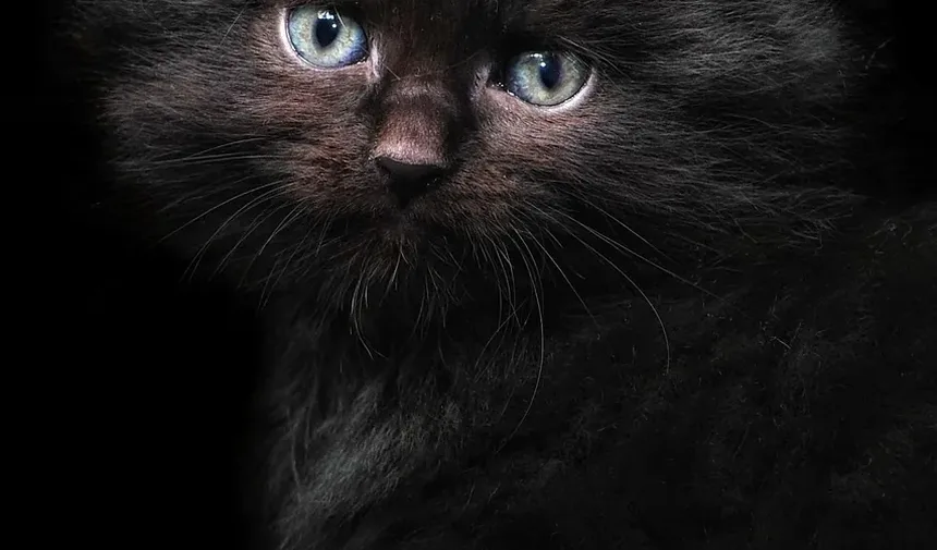 Como Saber Se Seu Gatinho Tem Infecção nos Olhos