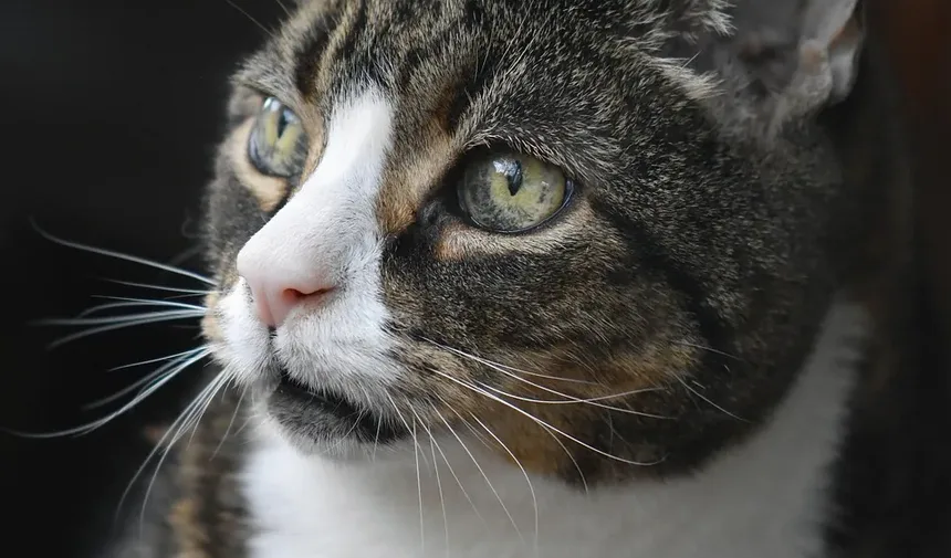 Como Treinar Seu Gato para Não Mastigar Fios