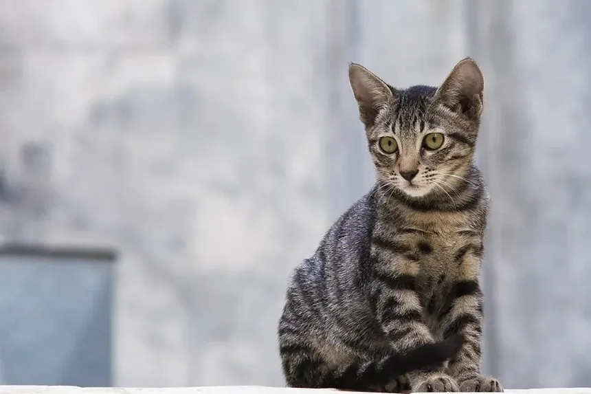 Como Treinar Seu Gato para Não Mastigar Fios