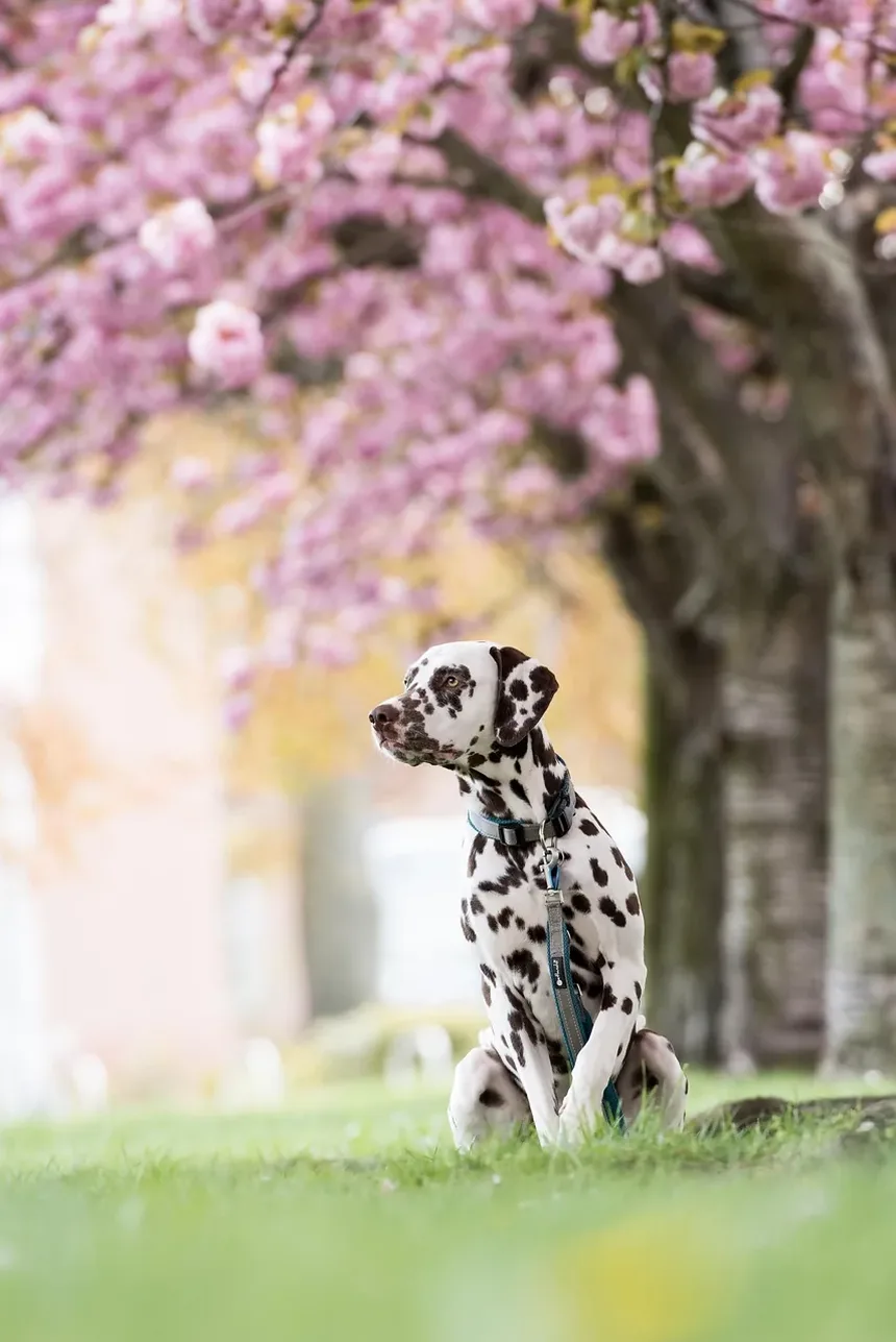 Como Transportar um Cão Ferido: Um Guia Completo