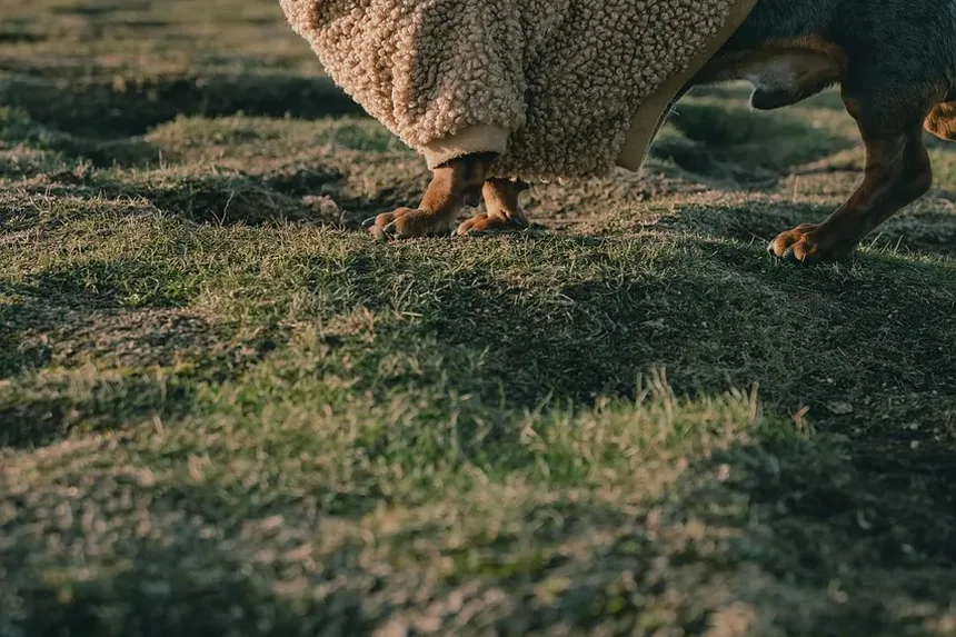 Como Transportar um Cão Ferido: Um Guia Completo