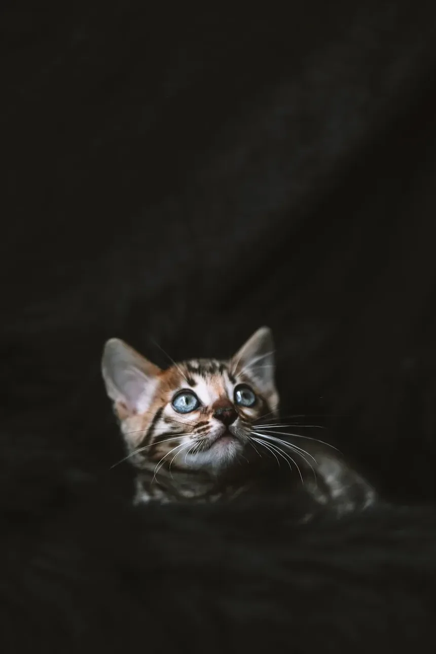 Como Tratar a Mordida de Aranha Marrom em um Gato: Um Guia Completo