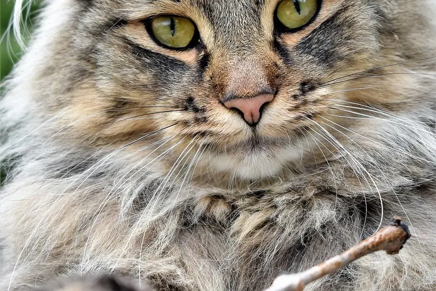 Como Tratar a Mordida de Aranha Marrom em um Gato: Um Guia Completo