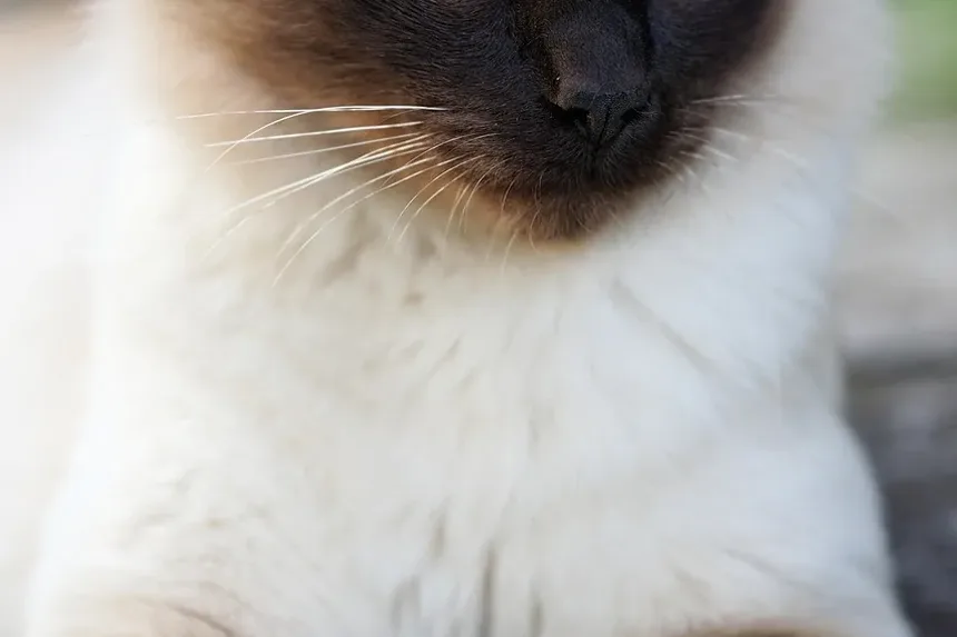 Como Tratar uma Mordida de Gato na Perna: Um Guia Completo