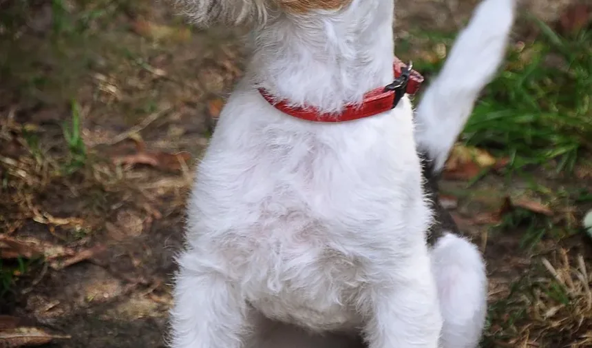 Como Tratar uma Ferida em Cachorro com Larvas: Um Guia Completo