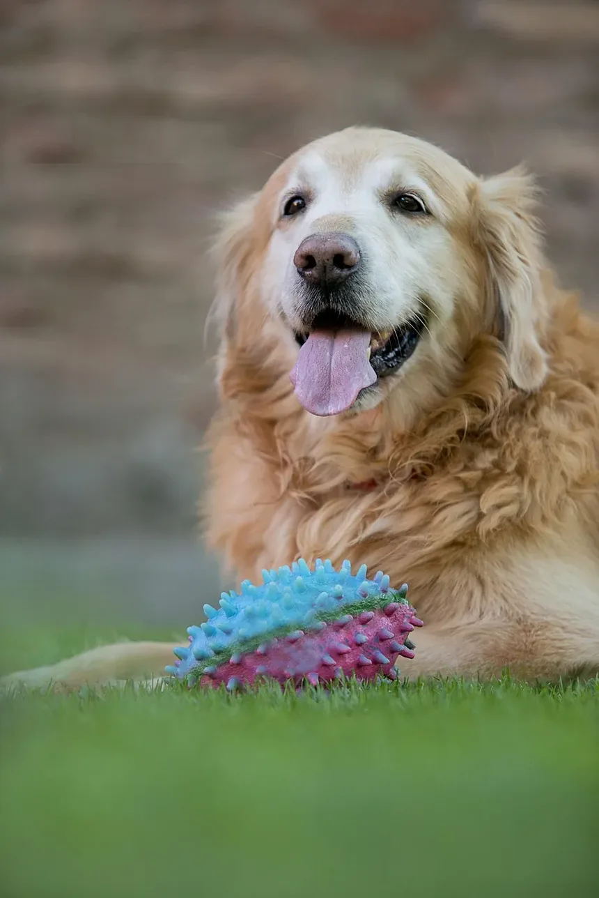 Como Tratar a Unha do Dedo Polêmico Machucada do Cão