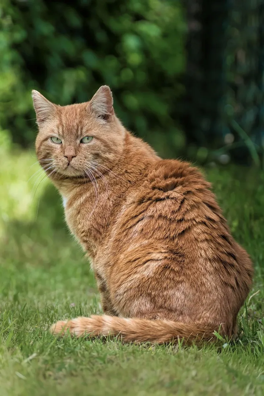 Como Tratar um Gatinho Mordido por um Gato: Um Guia Completo de Primeiros Socorros