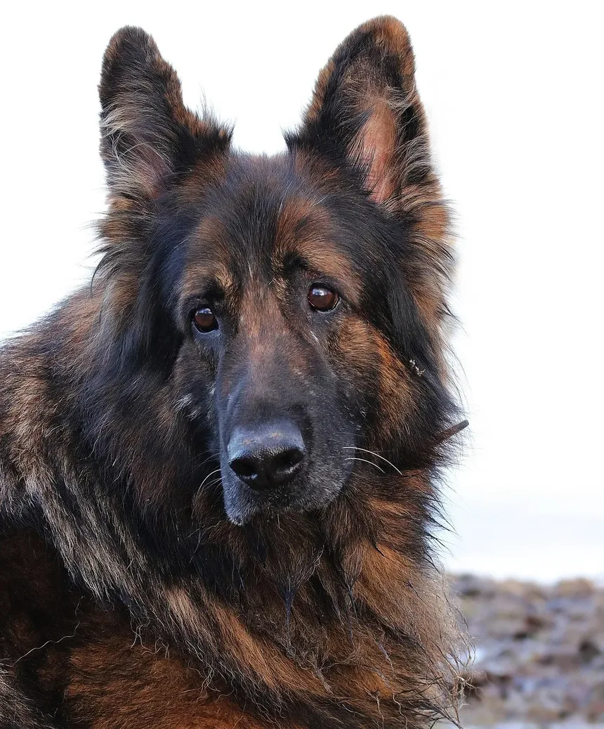 Como Tratar uma Ferida na Boca do Cão: Um Guia Completo
