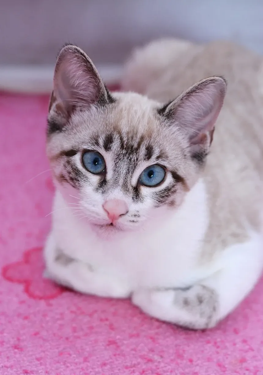 Como Tratar Infecção por Mordida de Gato Naturalmente