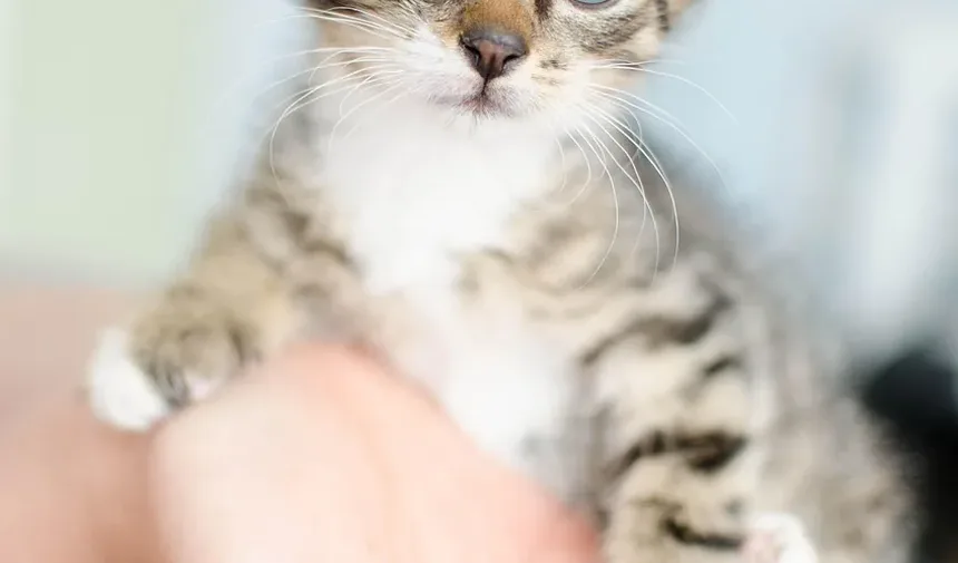Como Tratar Infecção por Mordida de Gato Naturalmente
