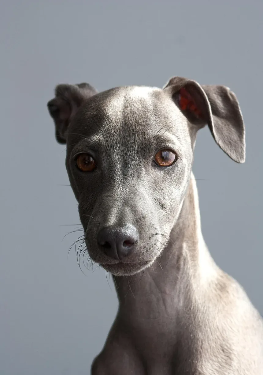 Como Tratar Alergia nas Orelhas do Cão: Remédios Caseiros e Cuidados