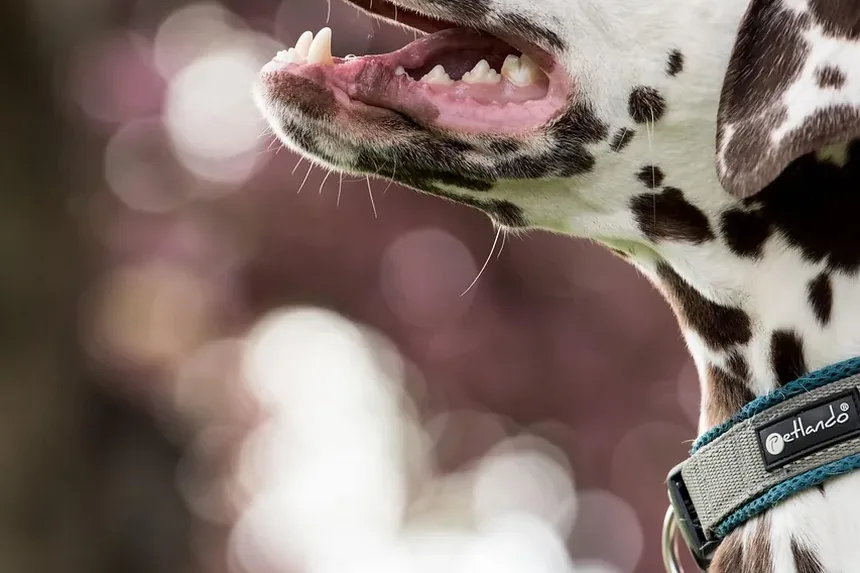 Como Tratar Alergia nas Orelhas do Cão: Remédios Caseiros e Cuidados