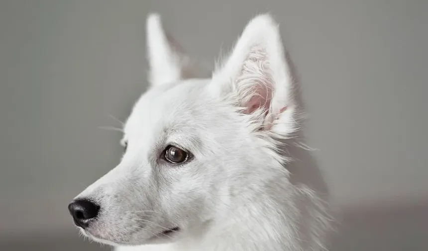 Como Tratar Alergia a Grama nas Patas do Cachorro: Remédios Caseiros e Cuidados