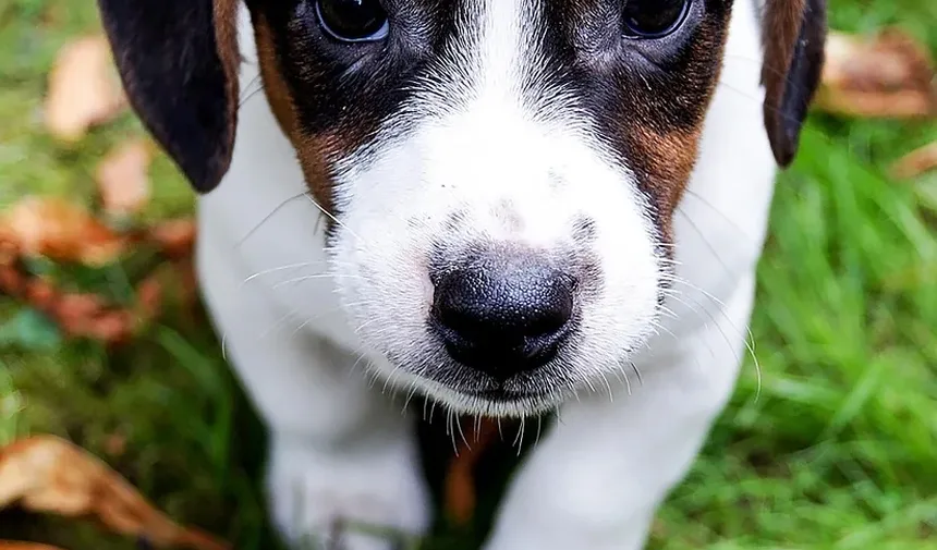 Como Tratar Urticária em Cães em Casa: Um Guia Completo