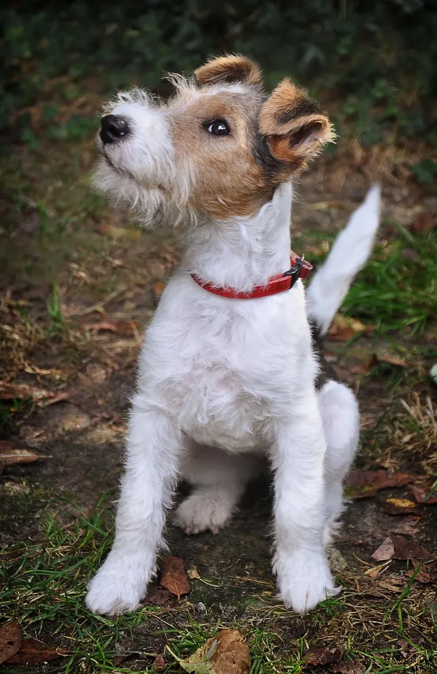 Como Tratar a Pele Irritada do Cão por Causa de Pulgas