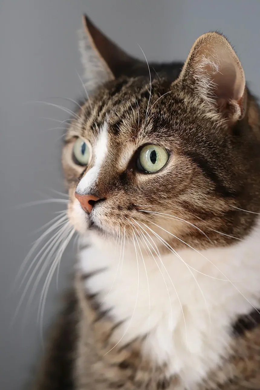 Como Tratar a Pele Seca em Gatos: Um Guia Completo