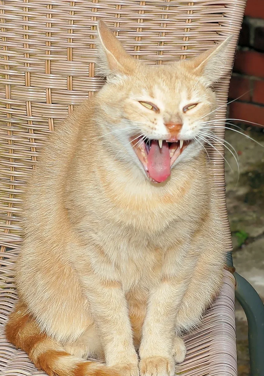 Como Tratar a Pele Seca em Gatos: Um Guia Completo