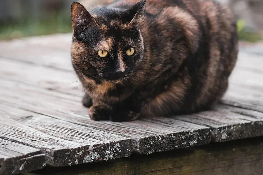 Como Tratar a Pele Seca em Gatos: Um Guia Completo