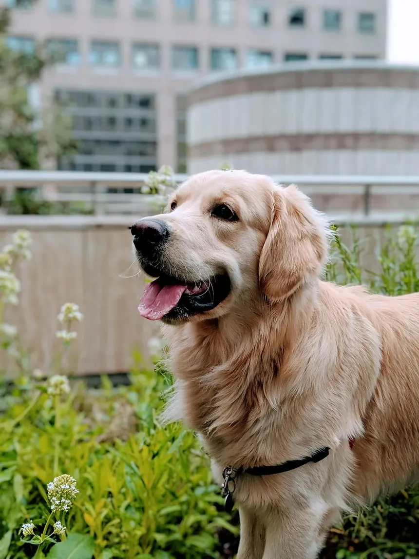 Como Tratar a Pele Seca nas Orelhas dos Cães: Um Guia Completo