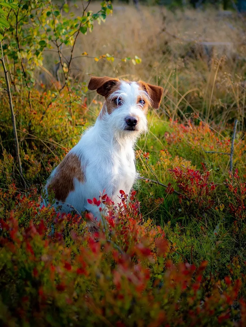 Como Tratar a Pele Seca nos Cotovelos do Cachorro: Um Guia Completo